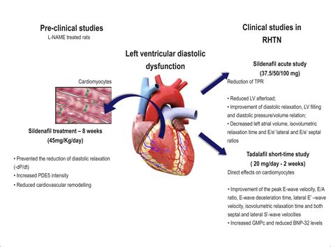 Left ventricular function 